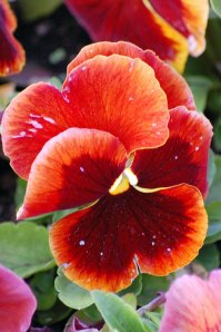 red-pansy