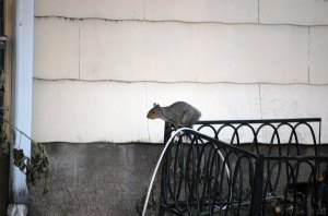 silly-squirrel