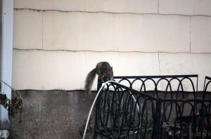 stealthy-squirrel